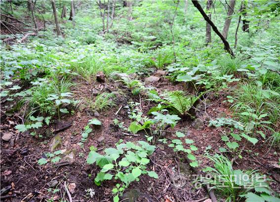 ▲ 동해시에 쇠부리터·숯가마터·철불·봉수대·백자·유기·석회·대마가마터·아연·시멘트 등 고대시대부터 이어져 오는 화철(火鐵)유적이 최소 40여곳 이상 발견되고 있어 불과 철을 매개로 하는 화철역사문화도시로 재창조할 필요성이 제기되고 있다.A지역 숯 가마터 모습.