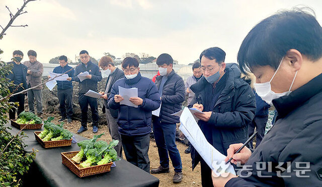 제주 제주시 애월읍 곽지리에서 열린 브로콜리 신품종 현장 평가회 참가자들이 국내 육성 품종으로 재배한 브로콜리를 평가하고 있다.