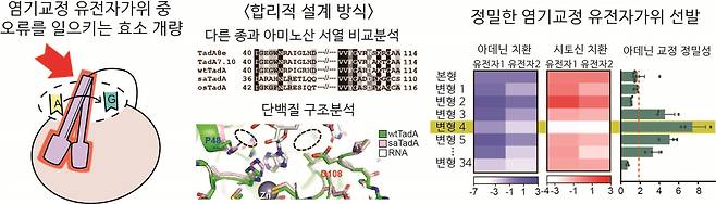 배상수 서울대 의대 교수의 염기교정 유전자가위 기술. /과기정통부