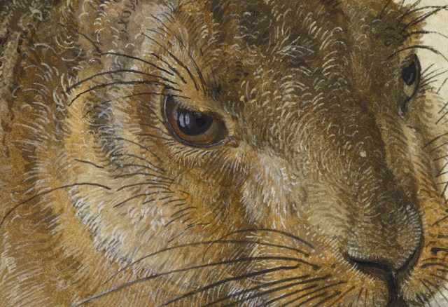 뒤러의 '야생 토끼'의 부분을 확대해서 보면 토끼 눈동자에 비친 창문의 반사광까지 선명하다.