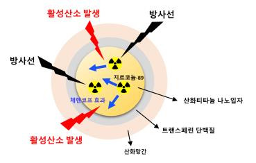 연구 결과 모식도 [한국원자력연구원 제공. 재판매 및 DB 금지]