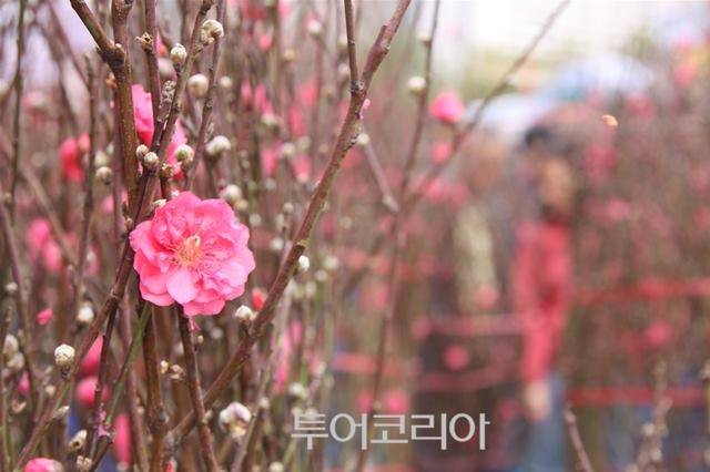 꽃시장 ⓒ홍콩관광청