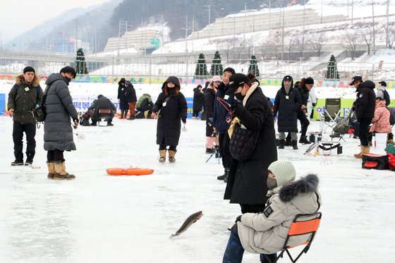 지난 16일 강원 홍천군에서 열리는 홍천강꽁꽁축제를 찾은 관광객들이 '슈퍼 인삼송어'를 잡기위해 낚시에 집중하고 있다. 사진 홍천군