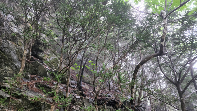 태백산 권역 석병산 일대서 발견된 회양목 군락지. 사진제공=산림청