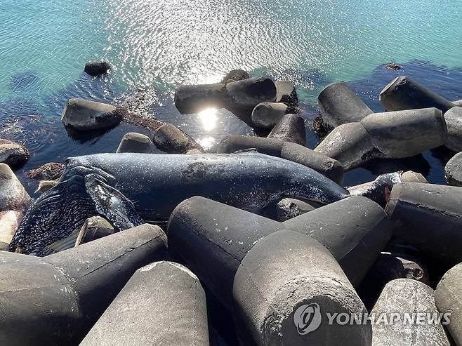 방파제에서 발견된 죽은 혹등고래 (속초=연합뉴스) 20일 오전 강원 속초항 남방파제에서 죽은 채 발견된 혹등고래. 혹등고래는 해양보호생물종으로 지자체에서 폐기처분 할 예정이다.
    2023.1.20
    [속초해경 제공·재판매 및 DB 금지] momo@yna.co.kr