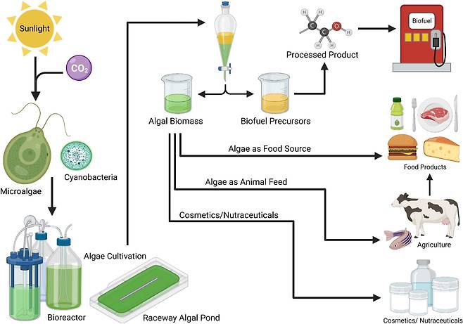 미세조류를 활용할 수 있는 분야를 나타낸 모식도. 바이오연료뿐 아니라 식품, 화장품, 가축의 먹이 등으로 활용할 수 있다./Frontiers in nutrition