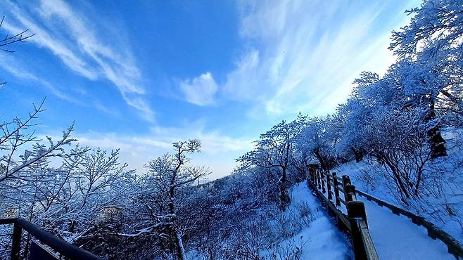 발왕산 천년주목숲길. 2023.1.19. (사진=박주연 기자) photo@newsis.com *재판매 및 DB 금지