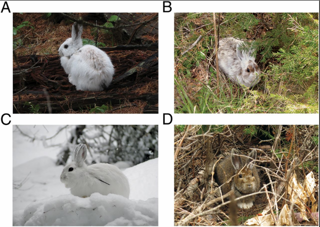 미국 몬타나대학교 연구진이 관찰한 록키산맥의 고산토끼. 눈이 내리는 시기에는 C 사진과 같이 흰색이어야 하지만 기후변화로 시기가 달라지면서 A와 같이 눈이 녹은 뒤에도 흰색 털을 갖는 경우가 많아질 것으로 보인다. 연구논문 캡처