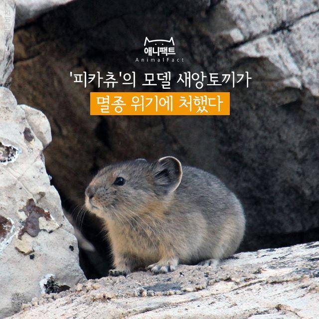 새앙토끼. 한국일보 자료사진