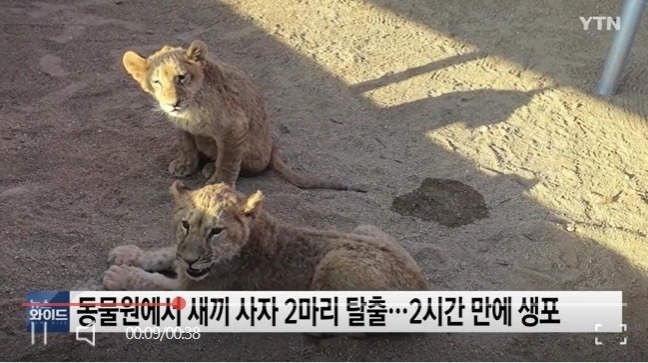 동물원에서 탈출했다 2시간만에 생포된 새끼 사자 모습 [사진 = YTN 갈무리]