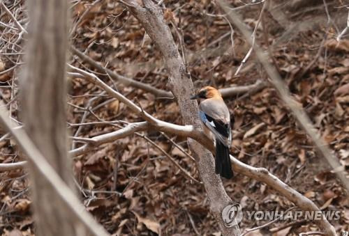 어치(산까치) [연합뉴스 자료사진]