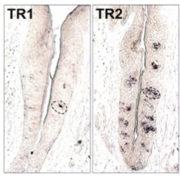 논문: Putative Mammalian Taste Receptors: A Class of Taste-Specific GPCRs with Distinct Topographic Selectivity, Cell, Vol. 96, 541–551, February 19, 1999