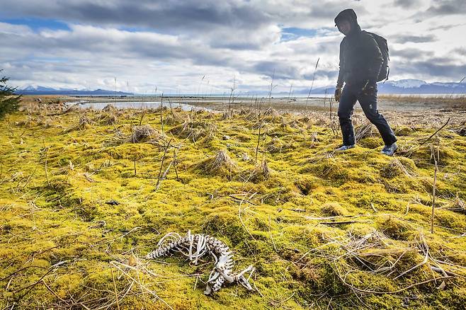 연구원이 알래스카 플레젠트 섬에서 해달의 유골을 확인하고 있다. 늑대는 원래 먹이이던 사슴 개체수가 급감하자 해달로 식성을 바꾼 것으로 드러났다./미 오리건 주립대