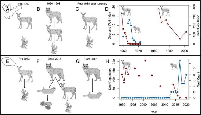 알래스카 코로네이션 섬(윗줄)과 플레젠트 섬(아랫줄) 늑대는 둘 다 처음엔 사슴을 사냥해 살았지만 사슴 수가 급감하면서 위기를 맞았다. 1960년대 코로네이션 섬 늑대는 결국 사슴이 줄면서 파국을 맞았지만, 2010년대 플레젠트 섬 늑대는 먹이를 해달로 대체해 살아남았다. 오른쪽 표에서 붉은 점은 사슴, 파란 점은 늑대 수를 의미한다./PNAS