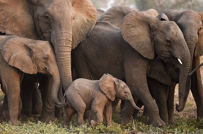 모잠비크 고롱고사 국립공원의 코끼리 암컷들이 내전 당시 성행한 밀렵으로 상아 없는 형태로 진화한 것으로 드러났다./JOYCE POOLE/ELEPHANTVOICES