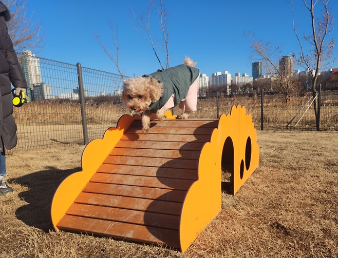 서울 양천구 신정동 안양천공원에 마련된 반려견 쉼터에서 강아지가 놀이 시설을 내려오고 있다. 양천구 제공