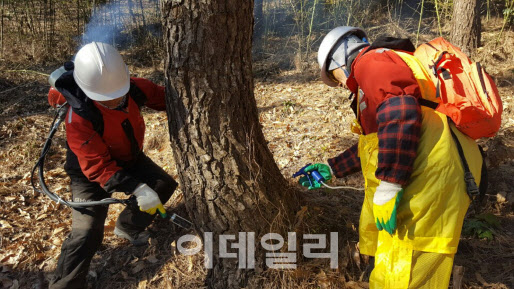 산림청 관계자들이 소나무에 소나무재선충병 예방주사를 놓고 있다. (사진=산림청 제공)