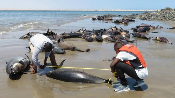 전문가들이 2020년 3월 8일 나미비아 남서쪽 외딴 해변에 좌초된 돌고래들을 조사하고 있다. [사진=뤼데리츠 해양연구소]