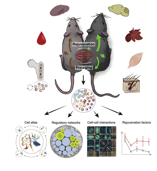 파라바이오시스(parabiosis)를 통한 젊은 쥐와 늙은 쥐의 순환계 접합 및 그 효과를 나타낸 모식도. 네이쳐 제공