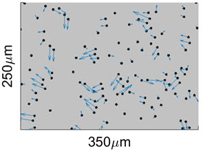 얇은 미세유체 채널에서 흐르는 콜로이드 입자계의 실험 측정. 유체역학적 상호작용으로 같은 속도(화살표)로 움직이는 안정된 입자쌍들을 볼 수 있다. 이러한 입자쌍들을 준입자라 한다.