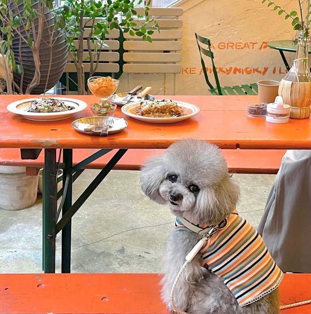 (Picky Nicky Lasagna's Instagram account)