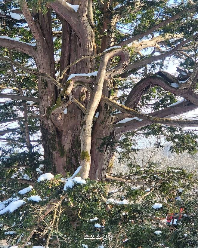 8자조목. 사진|강석봉 기자