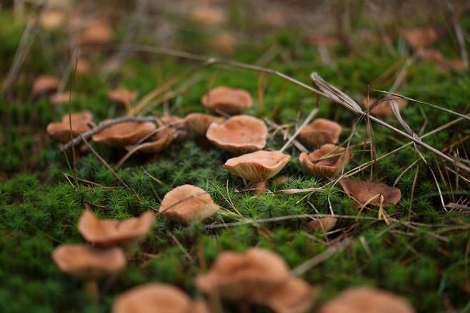 울금젖버섯. 군락 침엽수림에서 자라는 젖버섯류의 일종. 상처를 내면 백색의 유액이 나오며, 순식간에 노란색으로 변하는 특징이 있다. 박상영 제공