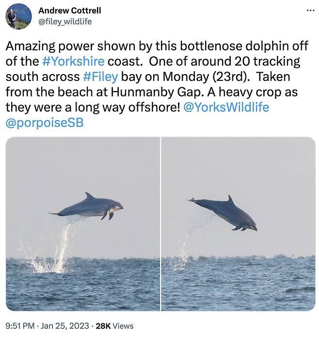 [트위터 @filey_wildlife 갈무리]