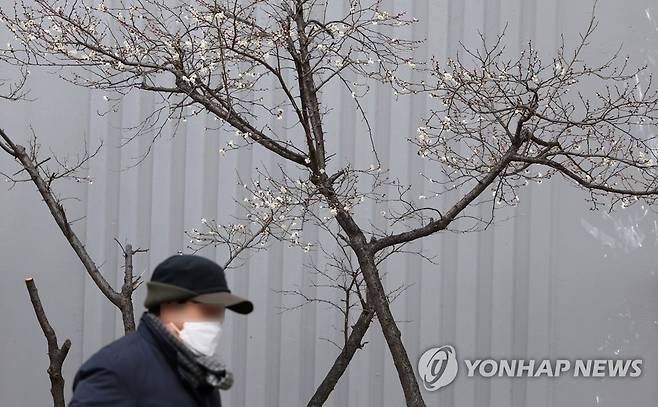 혹한에도 매화 개화 (창원=연합뉴스) 김동민 기자 = 혹한의 날씨가 이어진 26일 경남 창원시 마산합포구 한 아파트 단지에 매화가 펴 눈길을 끌고 있다. 2023.2.16 image@yna.co.kr