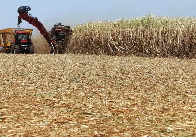 브라질 상파울루에서 북서쪽으로 약 570km 떨어진 바우파라이주 농장에서 사탕수수를 수확하고 있다. 브라질에선 사탕수수에서 추출한 에탄올로 자동차를 운행한다. 브라질은 세계 최대 사탕수수 생산국이다. 로이터