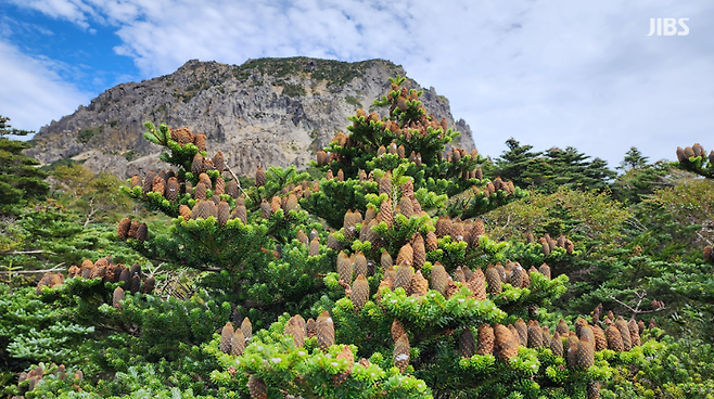 열매가 열린 구상나무에서 바라본 한라산