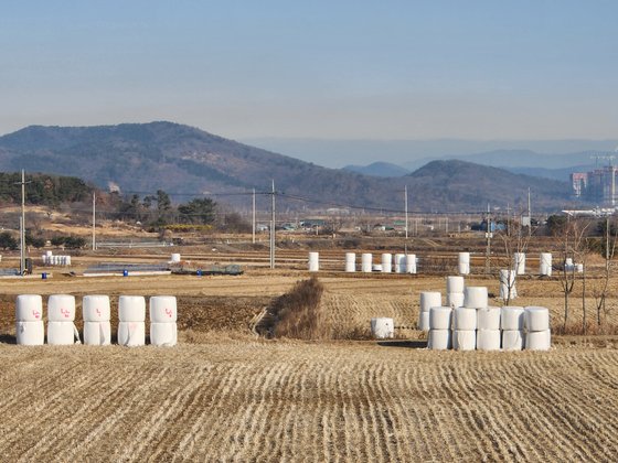27일 대구 달성군 옥포읍 한 논에 곤포 사일리지가 쌓여 있다. 김정석 기자