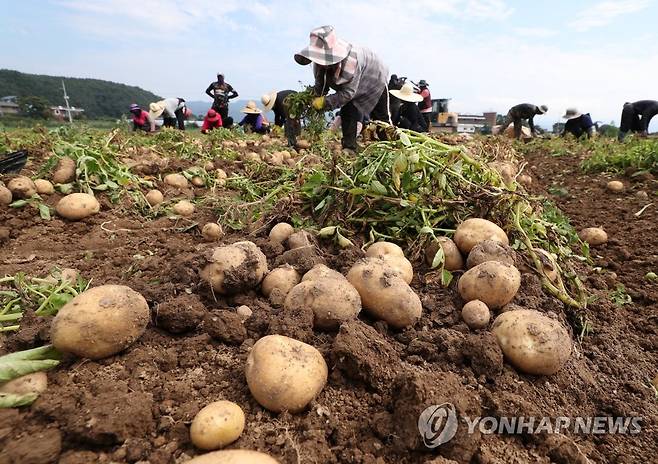 감자 수확 [연합뉴스 자료사진]