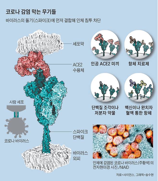 코로나바이러스를 막는 다양한 방법들. 백신이나 항체 치료제는 바이러스 스파이크 돌기에 결합하는 항체로 인체 감염을 막는다. 저분자 의약품도 같은 원리이다. 하지만 스파이크에 변이가 생기면 효능이 떨어진다. 반면 바이러스 침투 경로인 인체 ACE2를 모방한 미끼 단백질 의약품은 그런 우려가 없다./조선DB