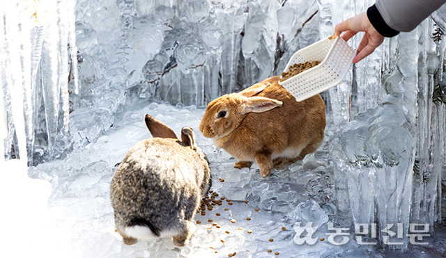 국민힐링파크 안에 있는 토끼섬에선 토끼에게 직접 먹이 주는 체험을 할 수 있다.