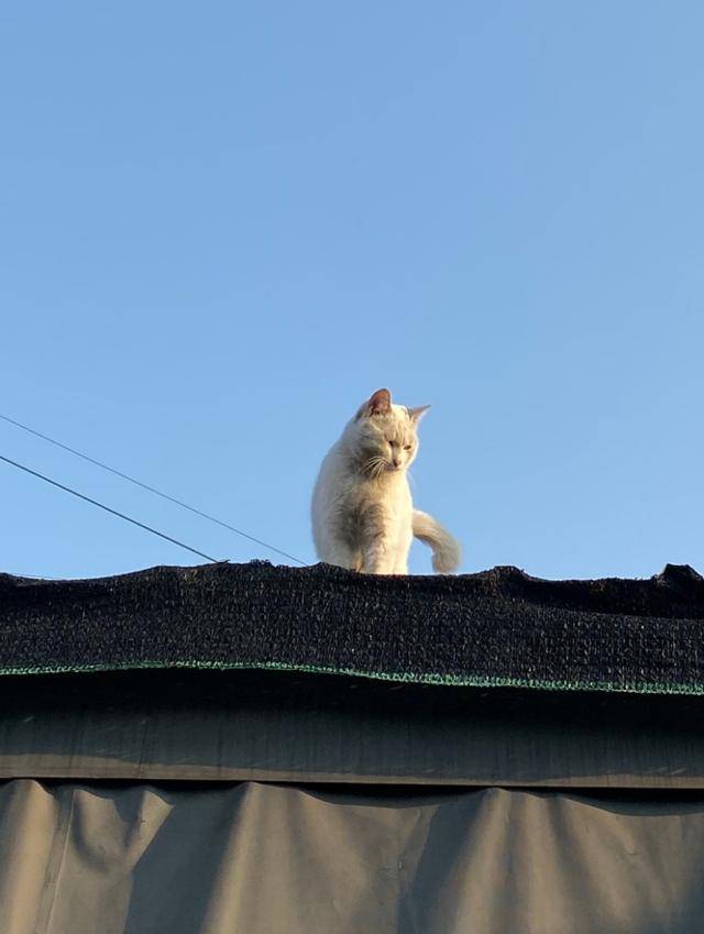 과거 길에서 살던 찐빵이. 찐빵이는 어렸을 때부터 길에서 살았는데, 성장이 끝난 후 골목에서 대장냥이로 활동했답니다.