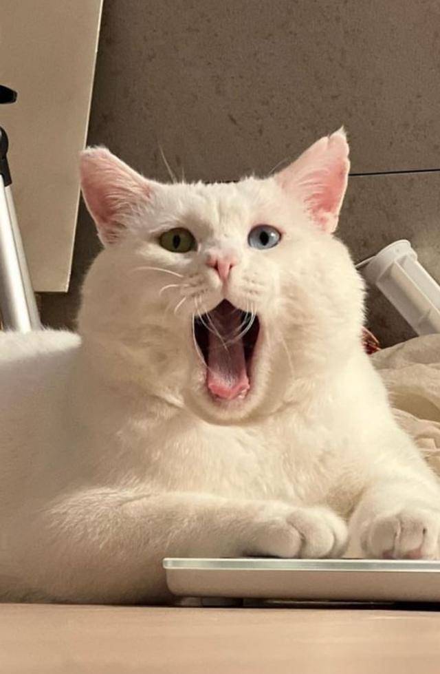 찐빵이는 인제 집고양이!!!!!