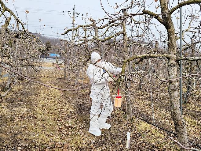 충북 충주시 농업기술센터 직원이 과수에 발생한 과수화상병 궤양 등을 제거하는 등 방제에 힘쓰고 있다. 충주시 농업기술센터 제공