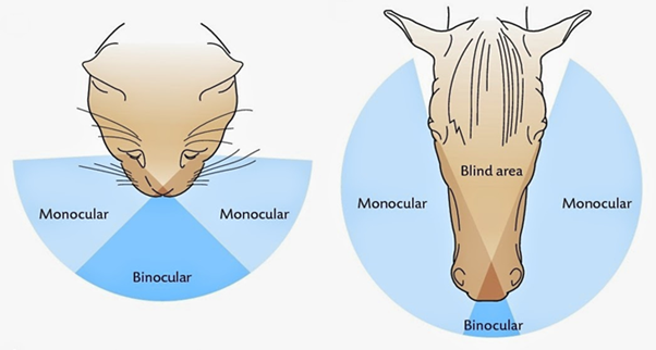 [그래픽=Sjaastad O.V., Sand O. and Hove K. (2010) Physiology of domestic animals, 2nd edn., Oslo: Scandinavian Veterinary Press.]