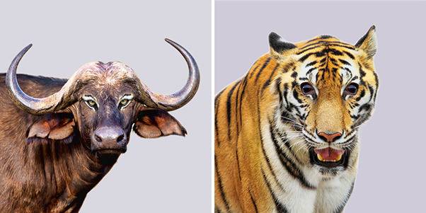 [사진=Dan Cretu]