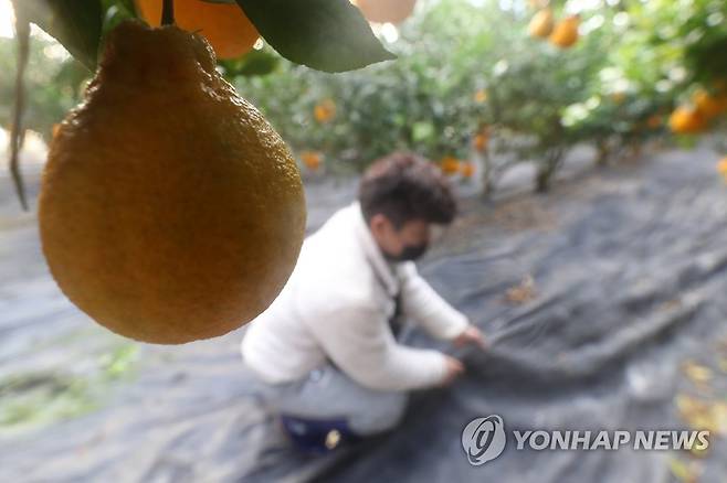 방한용 부직포 점검하는 농가 [연합뉴스 자료사진]