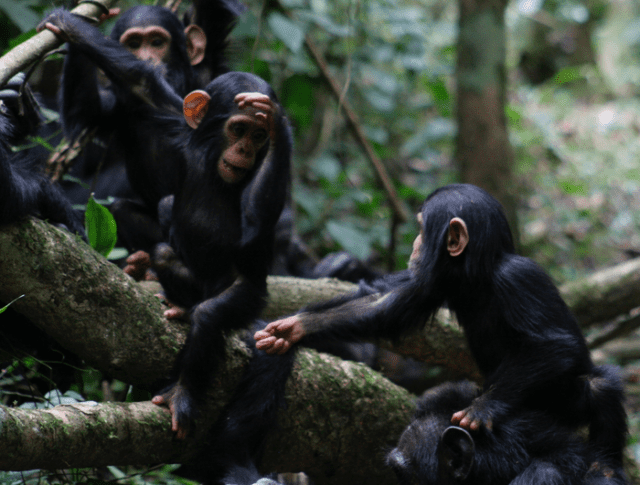 침팬지가 이같이 손을 뻗는 몸짓은 '음식을 달라'는 뜻으로 풀이된다. (사진=세인트앤드류스대학)