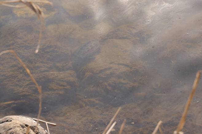 금서소수력발전소 기름 유출 사건이 발생한 경남 산청군 엄천강에서 기름에 노출된 천연기념물 남생이의 모습. 수달친구들 제공.
