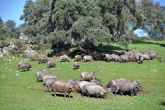 한화가 직영하는 스페인 세비아 북부 시에라 모레나(Sierra Morena) 국립공원 내 이베리코 농장은 축구장 1400여 개 크기의 광활한 대지에서 친환경적으로 돼지를 사육하고 있다. /사진=갤러리아