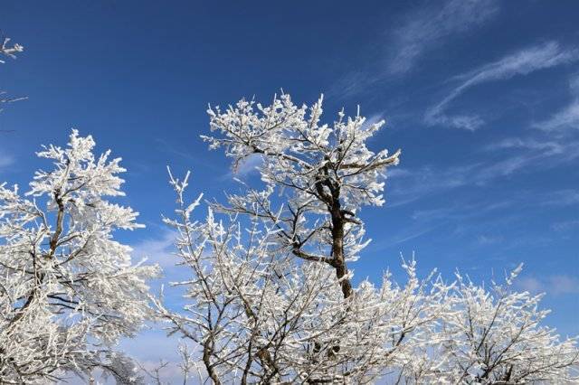 발왕산 정상 상고대가 핀 나무