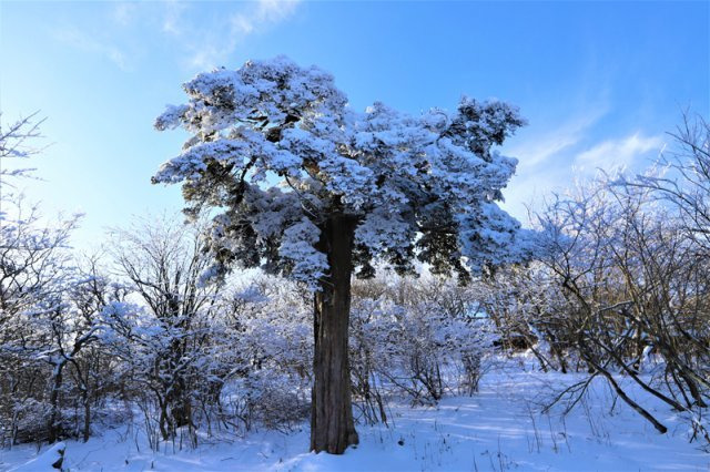 발왕산 천년주목숲길 ‘일자주목’