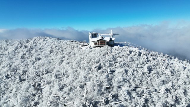 발왕산 천년주목숲길. 발왕산모나파크 제공