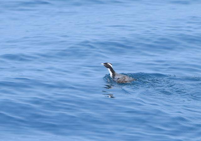 마라도 인근 해상에서 포착된 국제적 멸종위기종 뿔쇠오리. 한국조류보호협회 제주도지회 제공