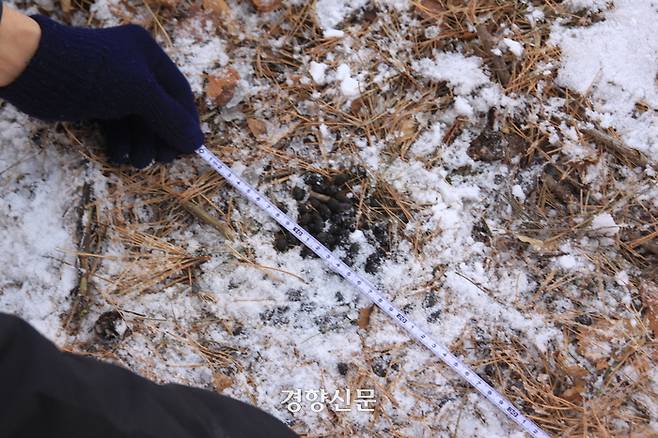 지난달 30일 조사에서 발견된 산양의 흔적은 총 10개 지점이었다. ‘커피콩’이 100~200개 정도 소규모로 모여 있는 곳을 시작으로, 폭이 총 3m 정도 되는 영역에 1000개 이상의 똥이 모여 있는 곳도 있었다. 강한들 기자