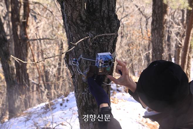 김원호 녹색연합 활동가가 지난달 30일 울진 금강송면 소광리 일대에 설치된 무인카메라의 메모리 카드를 교체하고 있다. 강한들 기자